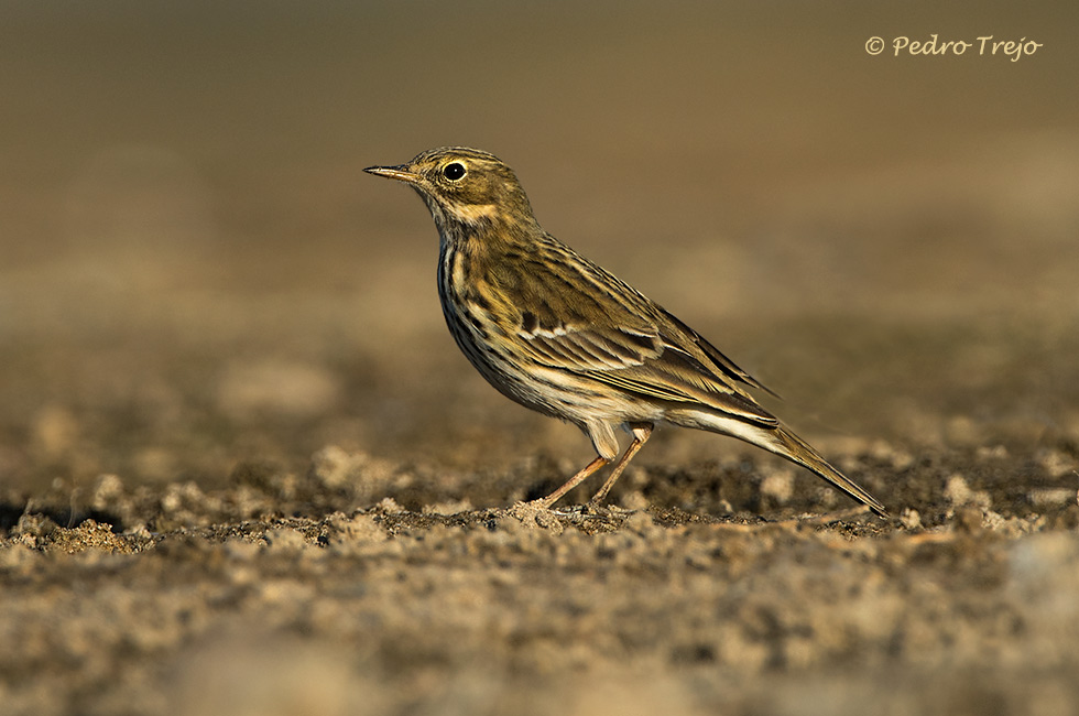 Bisbita común (Anthus pratensis)