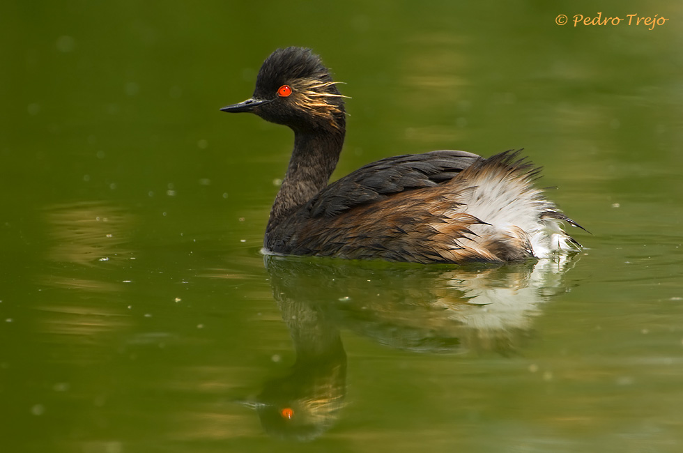 Zampullin cuellinegro (Podiceps nigricollis)