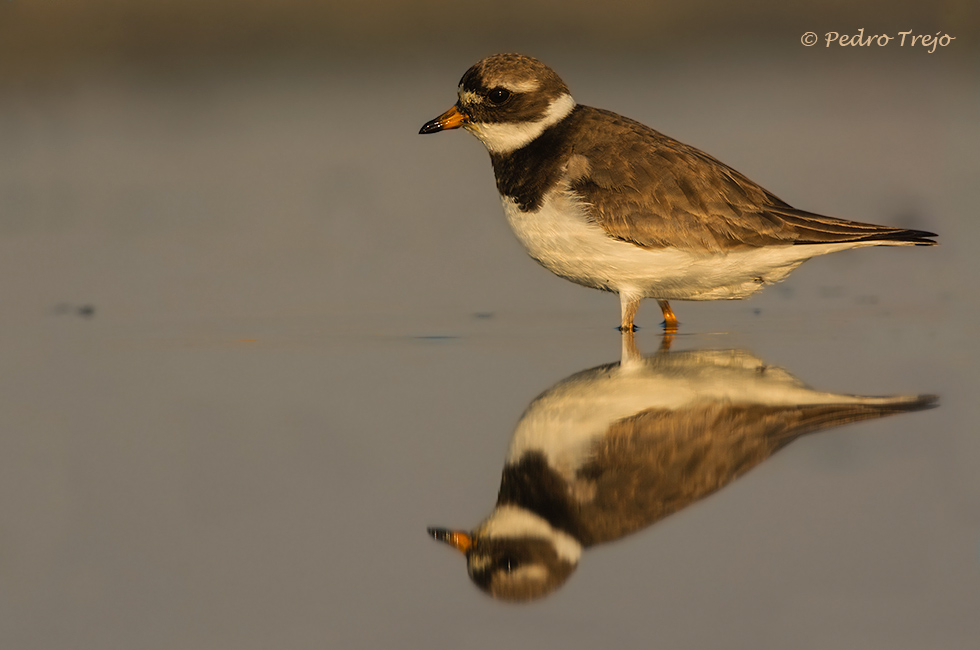 Chorlitejo grande (Charandrius hiaticula)