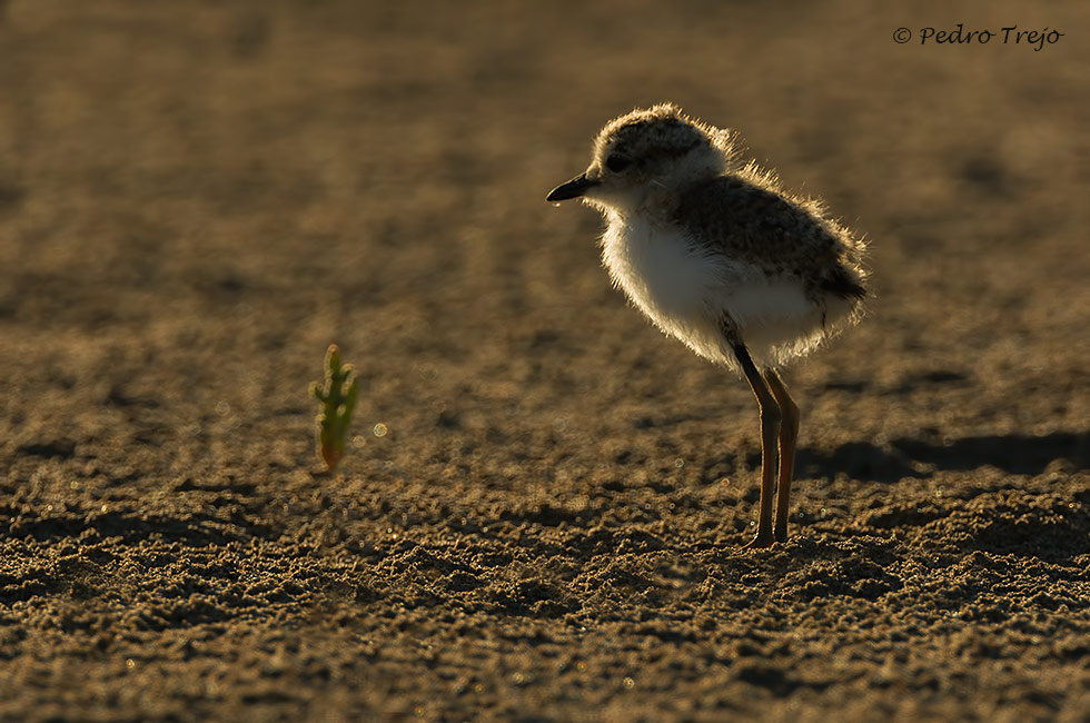 Chorlitejo patinegro (Charadrius alexandrinus)
