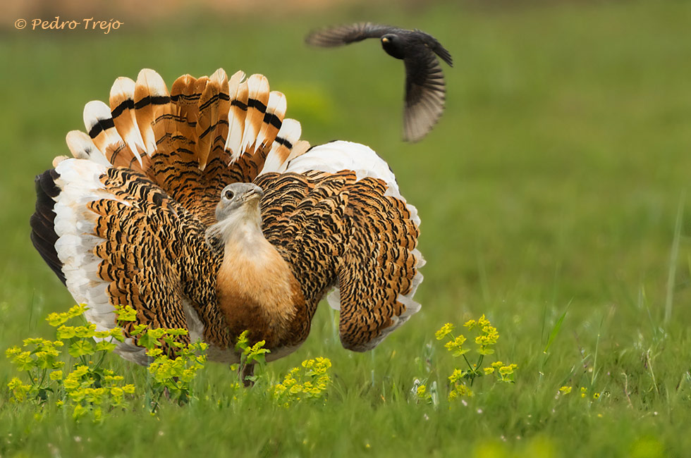 Avutarda (Otis tarda)