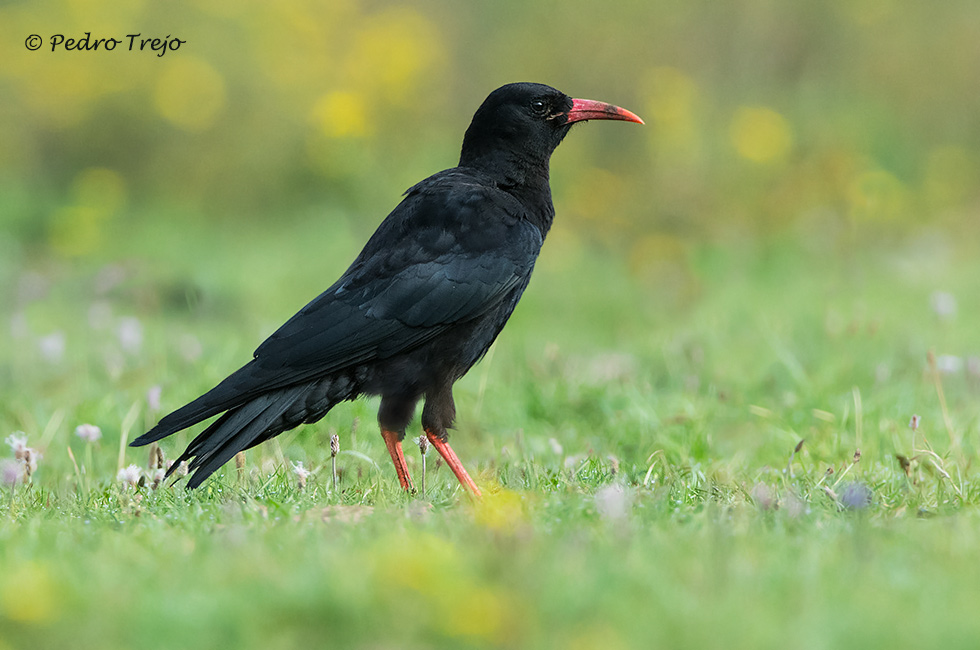 Chova piquirroja (Pyrrhocorax pyrrhocorax)
