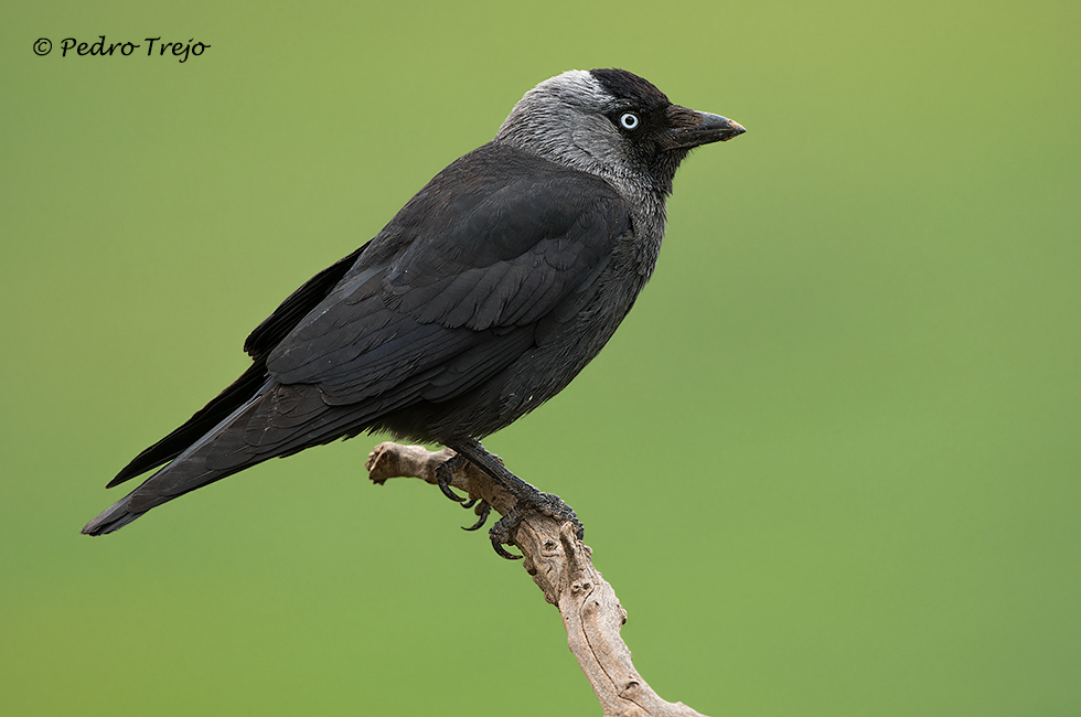 Grajilla (Corvus monedula)