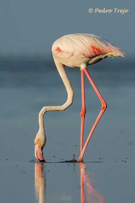 Flamenco (Phoenicopterus ruber)