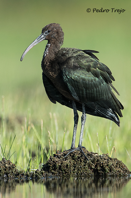 Morito (Plegadis falcinellus)