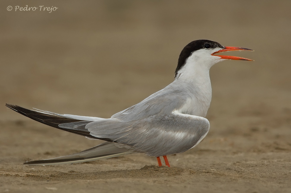 Charran común (Sterna hirundo)