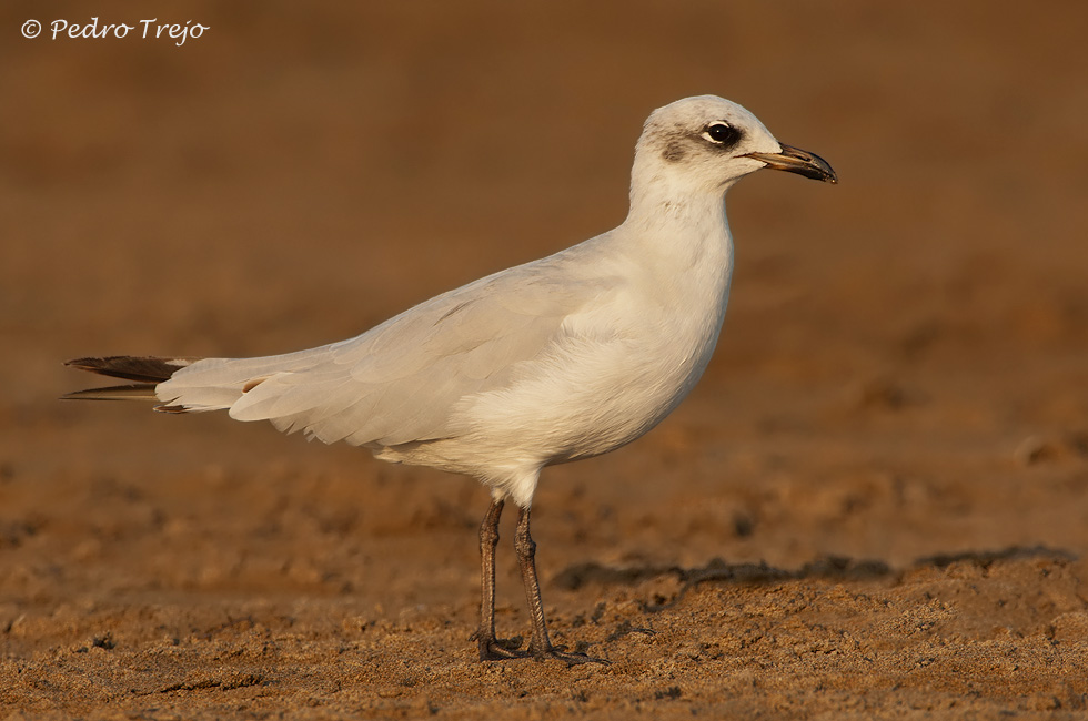 Gaviota cabecinegra (Larus melanocephalus)