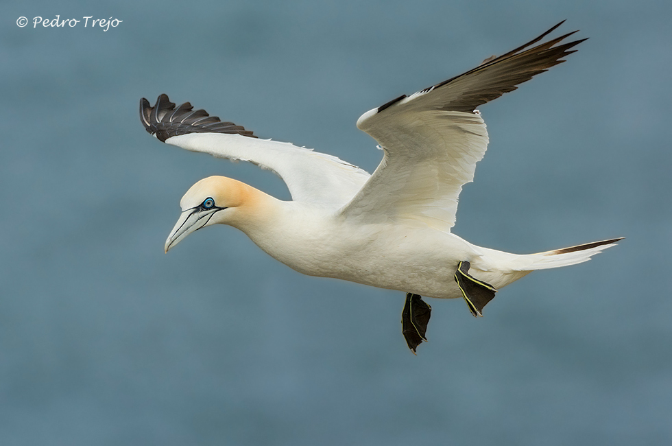 Alcatraz (Morus bassanus)